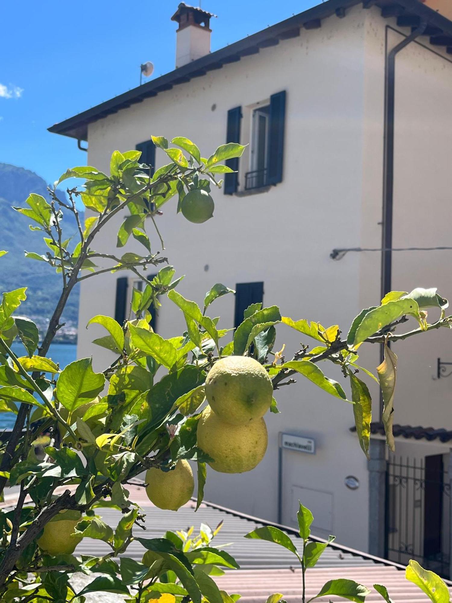 Domus Graziana - Lake Front Oliveto Lario Экстерьер фото